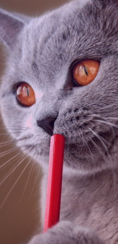 Сервисы для редактора, студента и писателя