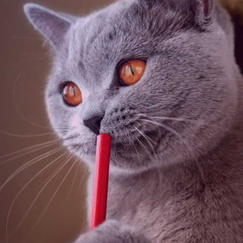 Сервисы для редактора, студента и писателя